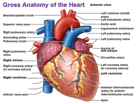 Reconstruction of the coronary artery tree