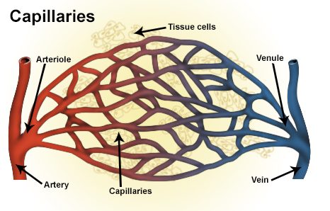 Scaling laws in human organs