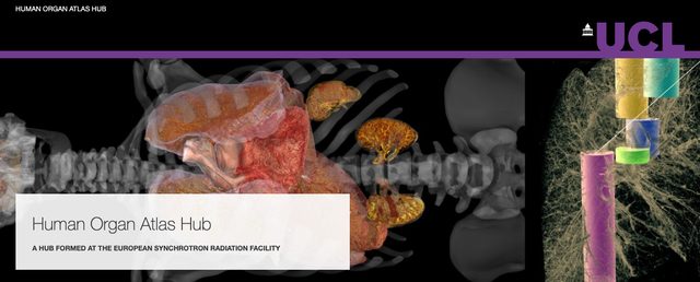Segment and analyse Human Organ Atlas data