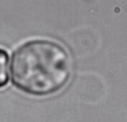 Synthetic data of algal flagella beating.